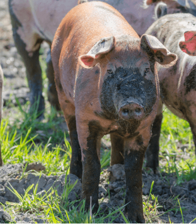 Livestock Farming