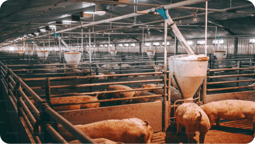 Beginner’s Guide to Starting a Poultry Farm