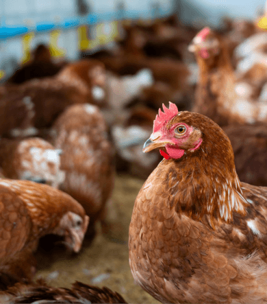 Poultry Farming